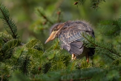 Green Heron Fledgling 4