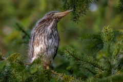 Green Heron Fledgling 5