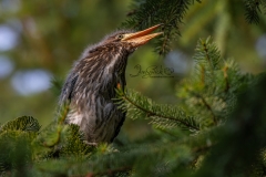 Green Heron Fledgling 7