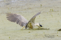 Black-Crowned Night Heron Fishing3