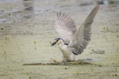 Black-Crowned Night Heron Fishing2