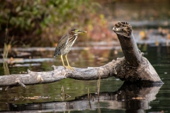 Green Heron Along the River