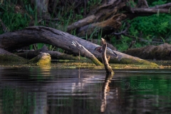Green Heron on Branch
