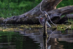 Green Heron on Branch