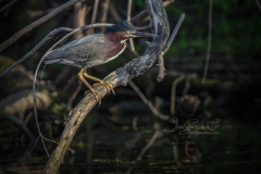 Green Heron Portrait