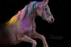 Powder Shoot with Grace