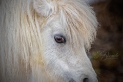 Profile Pony
