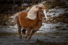 Running Pony