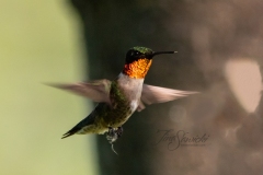 Ruby-Throated Hummingbird 1