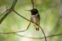 Ruby-Throated Hummingbird 5