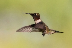 Ruby-Throated Hummingbird 4