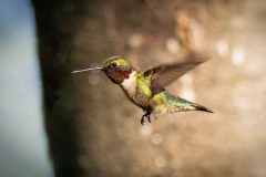 Ruby-Throated Hummingbird 6