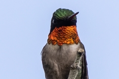Ruby-throated Hummingbird 6