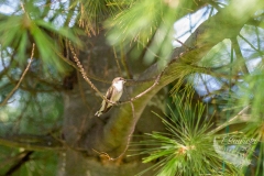 Ruby-Throated Hummingbird 7