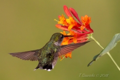 Ruby-Throated Hummingbird 8