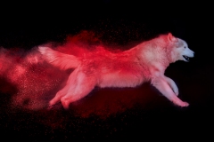 633A5770-ARCHILLES1-V2-SAWICKI