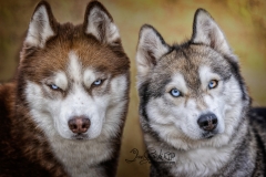Gryphon and Sage
