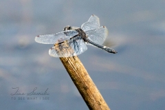 Dragonfly on Stick