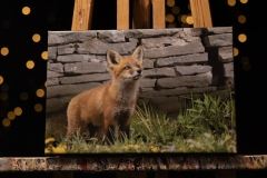 Fox Kit