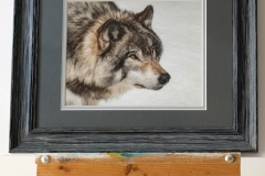 Grey Wolf Looking Up