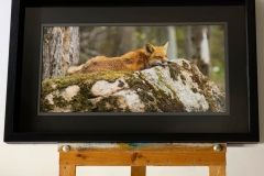 Serene Red Fox