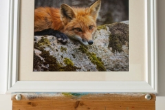 Red Fox on Rock