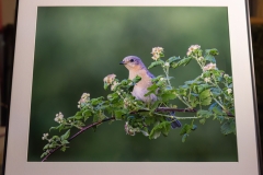 FEMALE BLUEBIRD