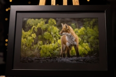 FOX KIT