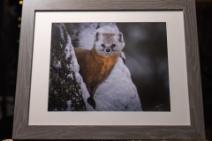 PINE MARTEN