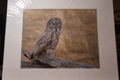 Great Grey Owl