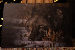Wolf Gaze