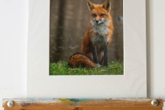 Cropped Red Fox Mom