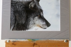 Alpha Wolf Profile