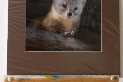 Algonquin Pine Marten