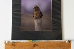 Twilight Short Eared Owl