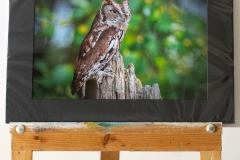 Larger Screech Owl