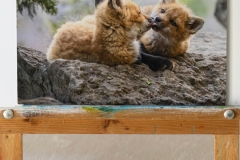 Loving Fox Kits
