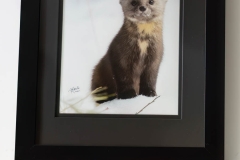 Pine Marten Algonquin