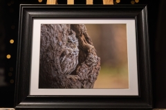 SCREECH-OWL-PROFILE-8X10