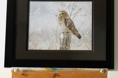 Snowy Short Eared Owl