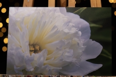 SINGLE-PEONY-8X12