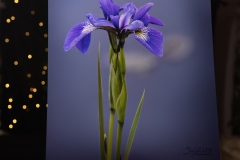 SULTRY-IRIS-PRINT