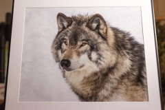 WOLF HEAD