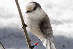 Canada Jay with Bling