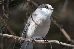 Sunny Canada Jay