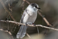 Canada Jay on Branch