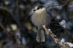 Winter Canada Jay