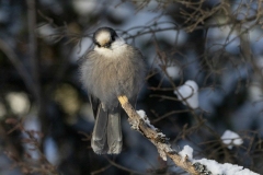 Winter Canada Jay 2