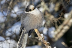Canada Jay Poofed to Stay Warm