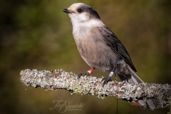 Canada Jay on Lichen